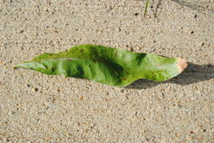 Quercus imbricaria