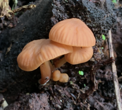 Heimiomyces velutipes