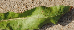 Quercus imbricaria