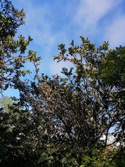 Handroanthus ochraceus