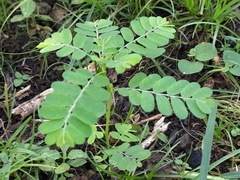 Phyllanthus urinaria