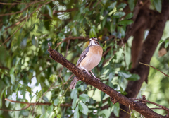Cercotrichas quadrivirgata