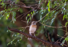 Cercotrichas quadrivirgata