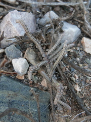 Crassula muscosa