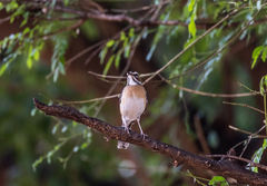Cercotrichas quadrivirgata