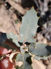 Quercus turbinella