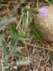 Cirsium flodmanii