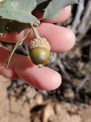Quercus turbinella