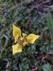 Trimezia steyermarkii