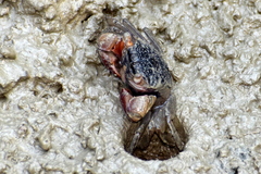 Pseudosesarma brehieri