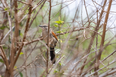 Tchagra australis