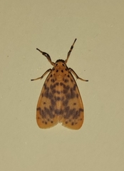 Miltochrista obsoleta