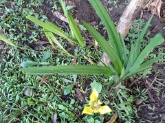 Trimezia steyermarkii