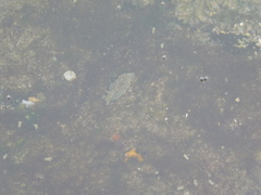 Dolabrifera nicaraguana