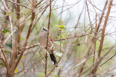 Tchagra australis