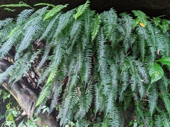 Hymenasplenium pubirhizoma