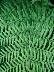 Macrothelypteris torresiana