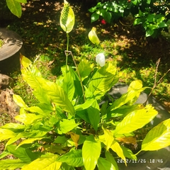 Spathiphyllum wallisii