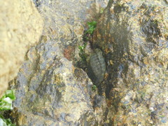 Chiton stokesii