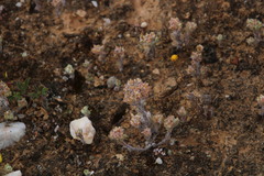 Lasiopogon