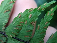 Hymenasplenium pubirhizoma