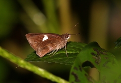 Notocrypta paralysos