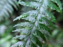 Hymenasplenium pubirhizoma