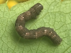 Aethalura intertexta