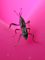 Litosomina