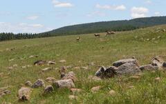 Damaliscus pygargus phillipsi