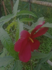 Abelmoschus moschatus