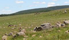 Damaliscus pygargus phillipsi