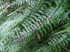 Hymenasplenium pubirhizoma