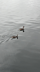 Podiceps cristatus