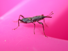 Litosomina