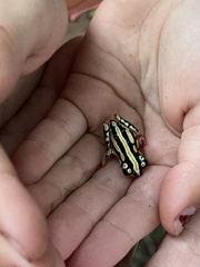 Hyperolius marmoratus