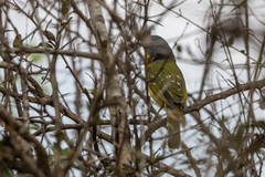 Malaconotus blanchoti
