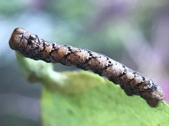 Hypagyrtis piniata