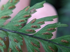 Hymenasplenium pubirhizoma