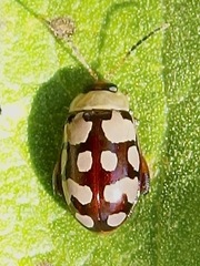 Alagoasa jacobiana
