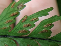 Hymenasplenium pubirhizoma