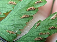 Hymenasplenium pubirhizoma