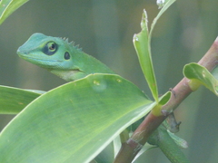 Bronchocela cristatella