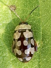 Alagoasa jacobiana