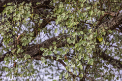 Lannea schweinfurthii