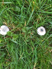 Stropharia pseudocyanea