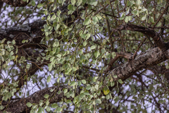 Lannea schweinfurthii