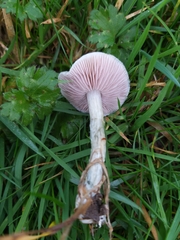 Stropharia pseudocyanea