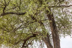 Lannea schweinfurthii