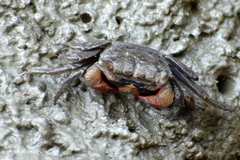 Sesarmidae